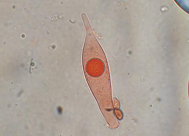 Psathyrella gossypina   (Bull.)   A. Pearson & Dennis